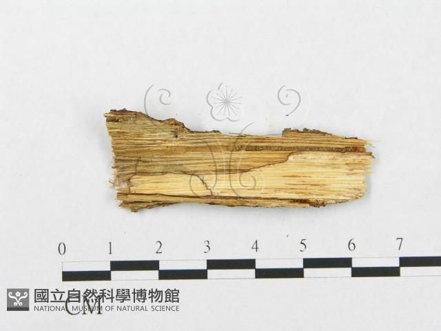 登錄號:F0009160藏品圖，第3張