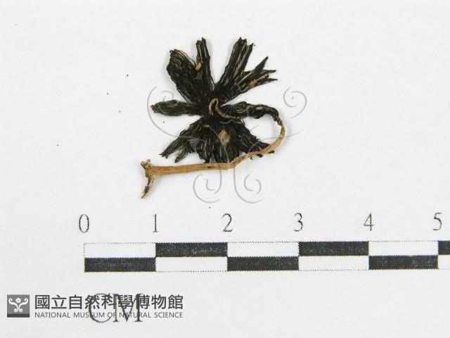 鬼傘屬藏品圖，第3張