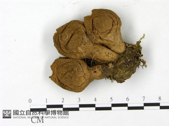 登錄號:F0023160藏品圖，第3張