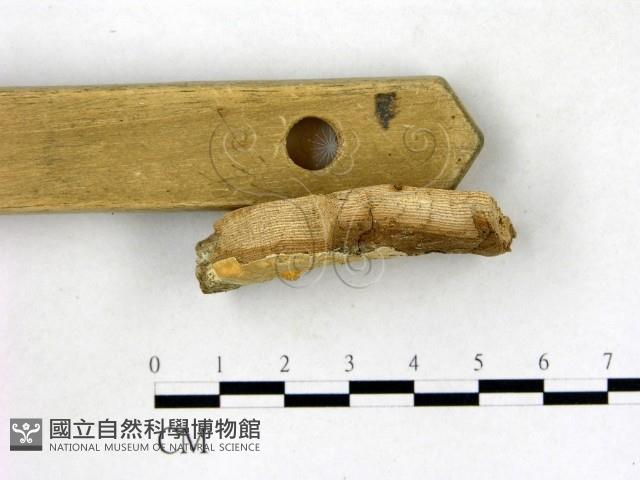 登錄號:F0003160藏品圖，第3張