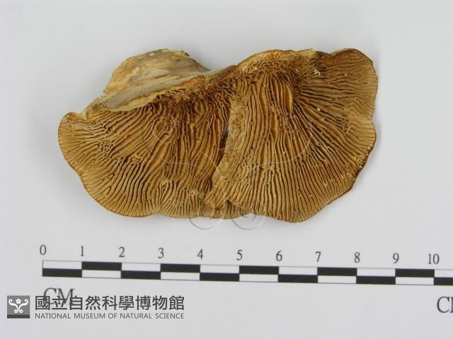 登錄號:F0008060藏品圖，第3張