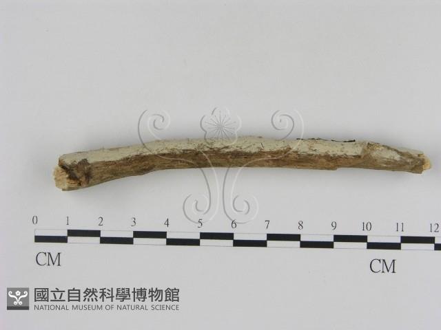 冇骨消絲齒菌藏品圖，第3張