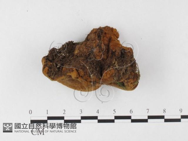 登錄號:F0026060藏品圖，第3張