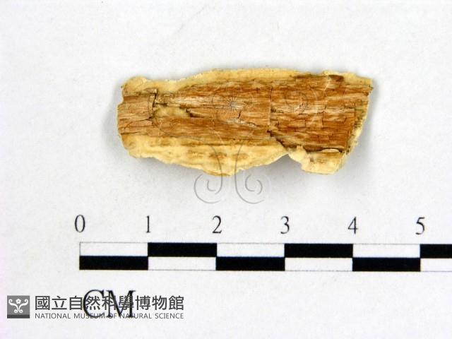 登錄號:F0006060藏品圖，第3張