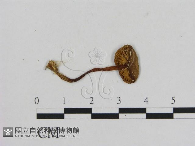 小菇屬藏品圖，第3張