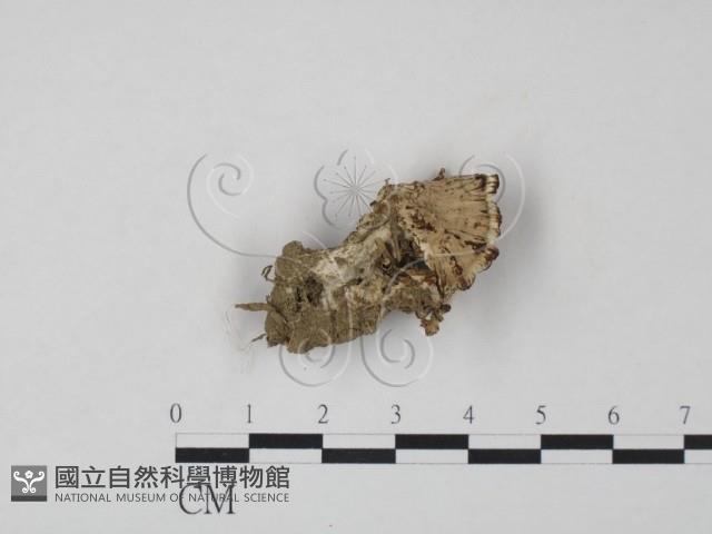登錄號:F0021060藏品圖，第3張