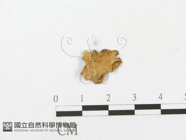 登錄號:F0011060藏品圖，第3張