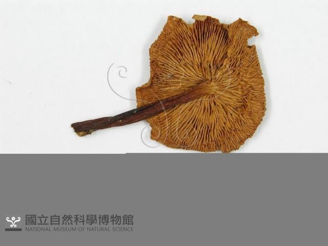 登錄號:F0002060藏品圖，第3張