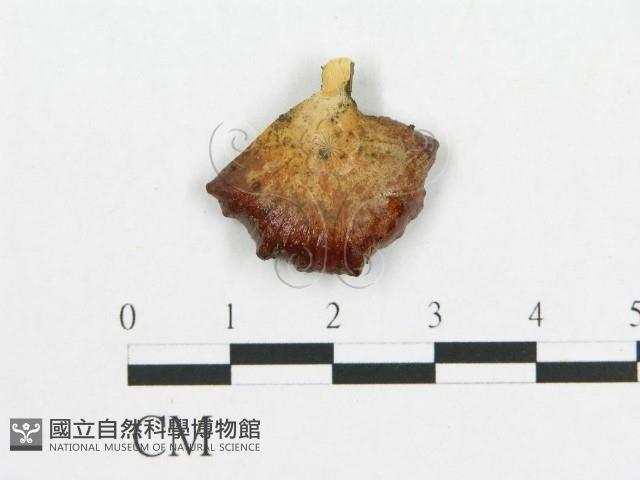 登錄號:F0007060藏品圖，第3張