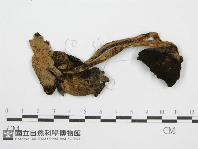 鬼傘屬藏品圖，第3張