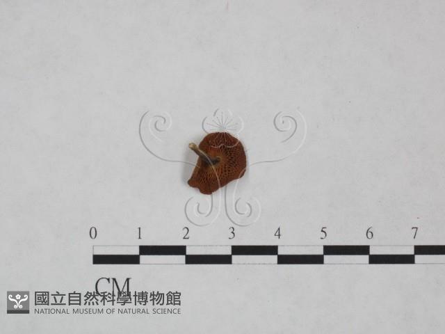 登錄號:F0025060藏品圖，第3張