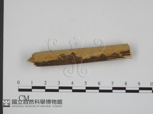 登錄號:F0009060藏品圖，第3張