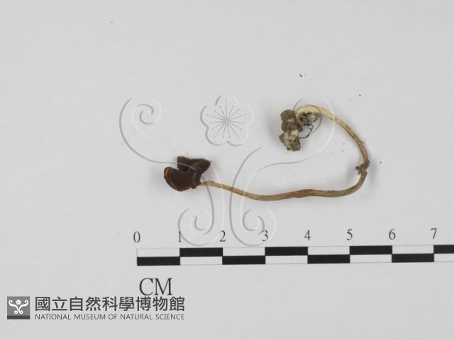 登錄號:F0019060藏品圖，第3張