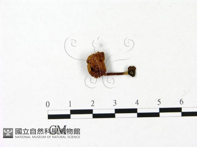 登錄號:F0023060藏品圖，第3張