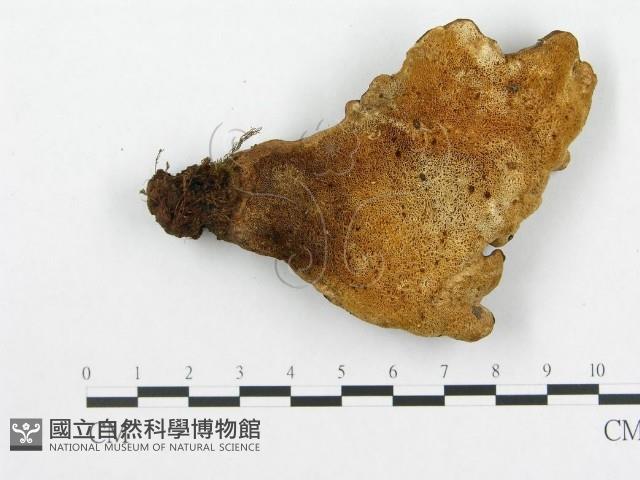 多孔菌屬藏品圖，第3張