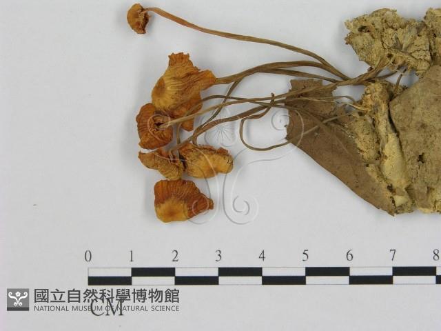 小皮傘屬藏品圖，第3張