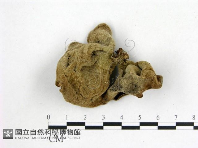 毛木耳藏品圖，第3張