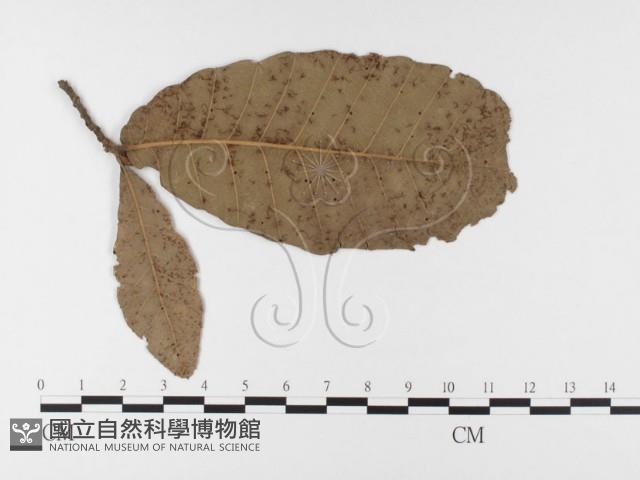 登錄號:F0026360藏品圖，第1張