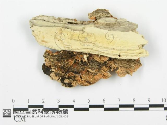 登錄號:F0006360藏品圖，第3張