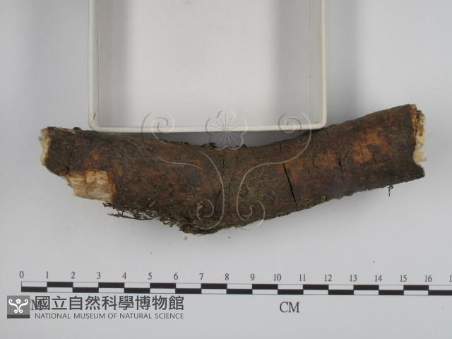 登錄號:F0001360藏品圖，第3張