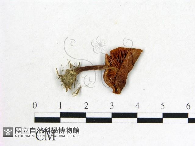 登錄號:F0004360藏品圖，第3張