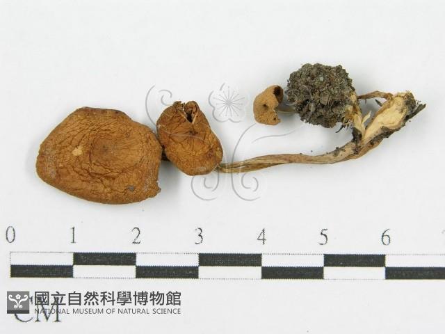 登錄號:F0014360藏品圖，第3張