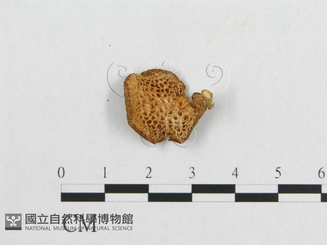 登錄號:F0012360藏品圖，第3張