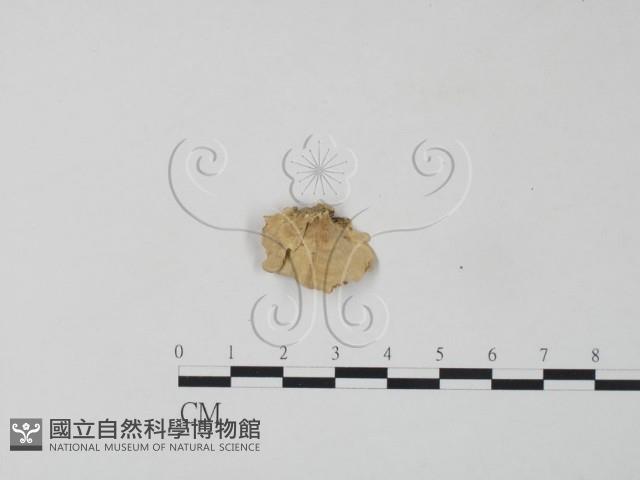 栓菌屬藏品圖，第3張