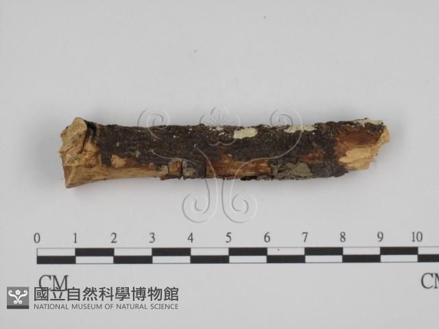 叉絲革菌屬藏品圖，第3張