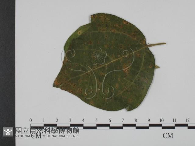 登錄號:F0019360藏品圖，第3張