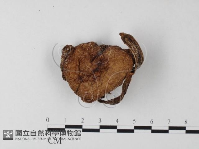 登錄號:F0023360藏品圖，第3張