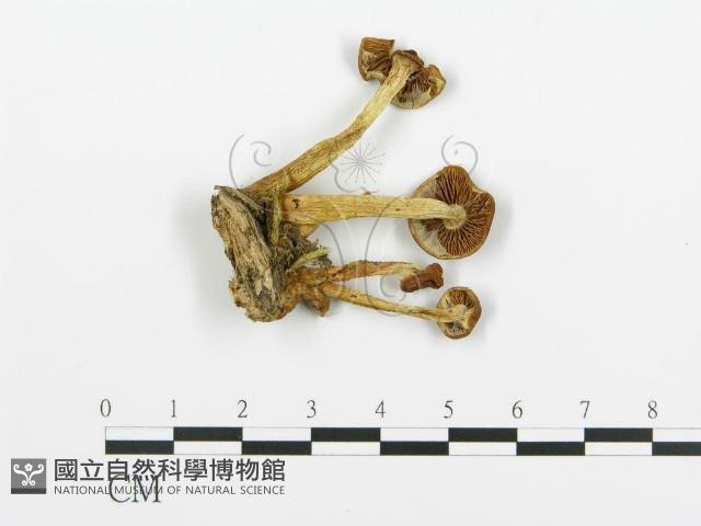 登錄號:F0020220藏品圖，第1張