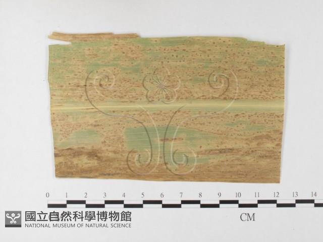 登錄號:F0026220藏品圖，第1張