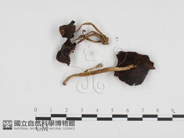 登錄號:F0024220藏品圖，第3張