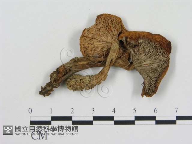 登錄號:F0014220藏品圖，第3張