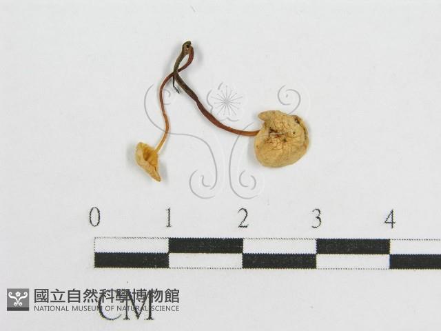 微皮傘屬藏品圖，第3張