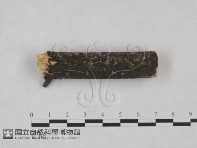 登錄號:F0025220藏品圖，第3張