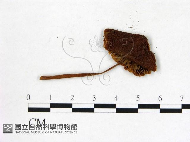 登錄號:F0005220藏品圖，第3張