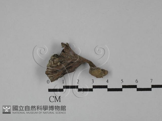 棕色革菌藏品圖，第3張