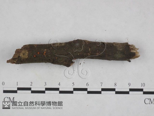 登錄號:F0023220藏品圖，第3張