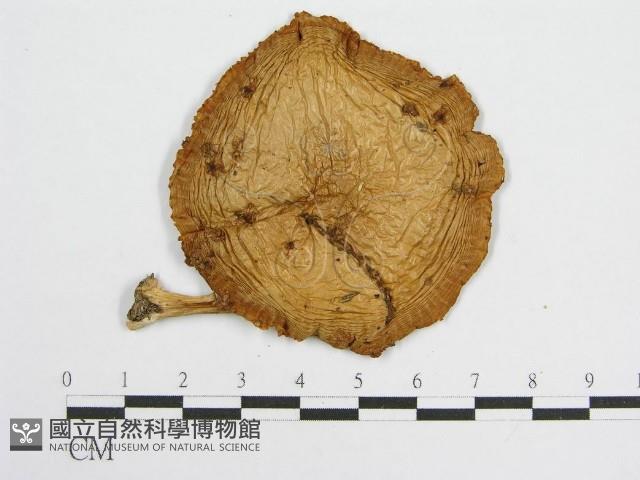 登錄號:F0013220藏品圖，第3張