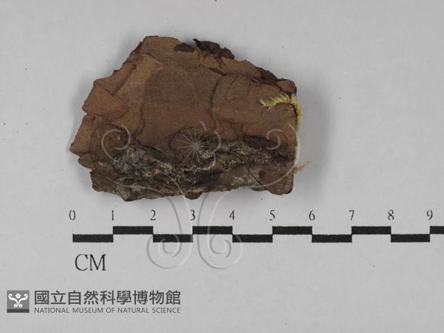 登錄號:F0028820藏品圖，第1張