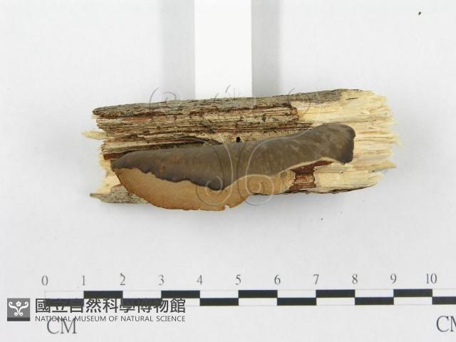 多孔菌屬藏品圖，第3張