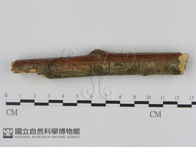 刺革菌屬藏品圖，第3張