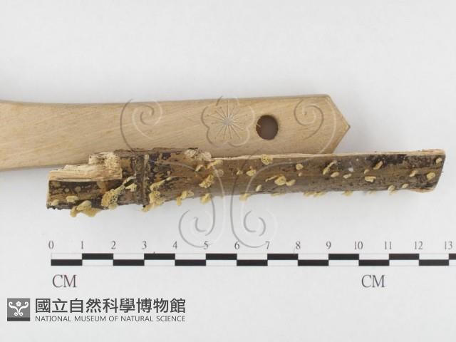 登錄號:F0026820藏品圖，第3張