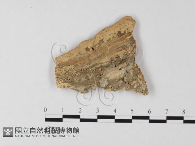 登錄號:F0006820藏品圖，第3張