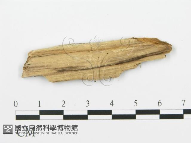 登錄號:F0016820藏品圖，第3張