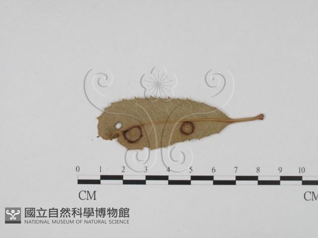 登錄號:F0011820藏品圖，第3張