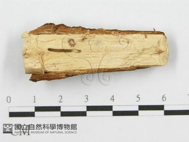 筍殼菌屬藏品圖，第3張