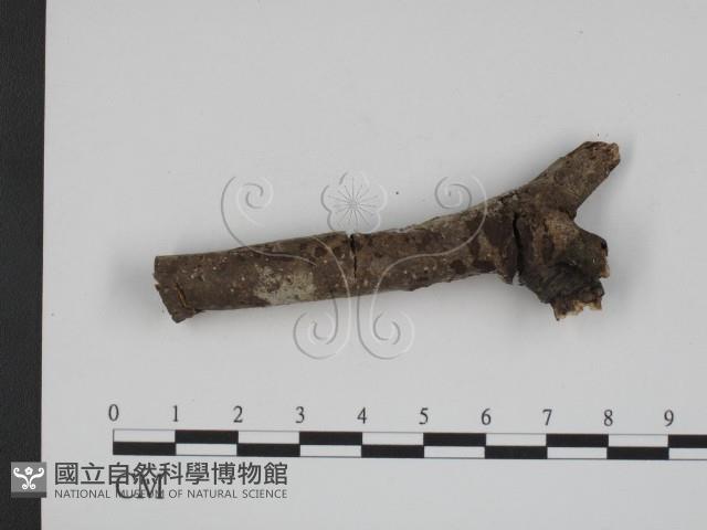 登錄號:F0007820藏品圖，第3張